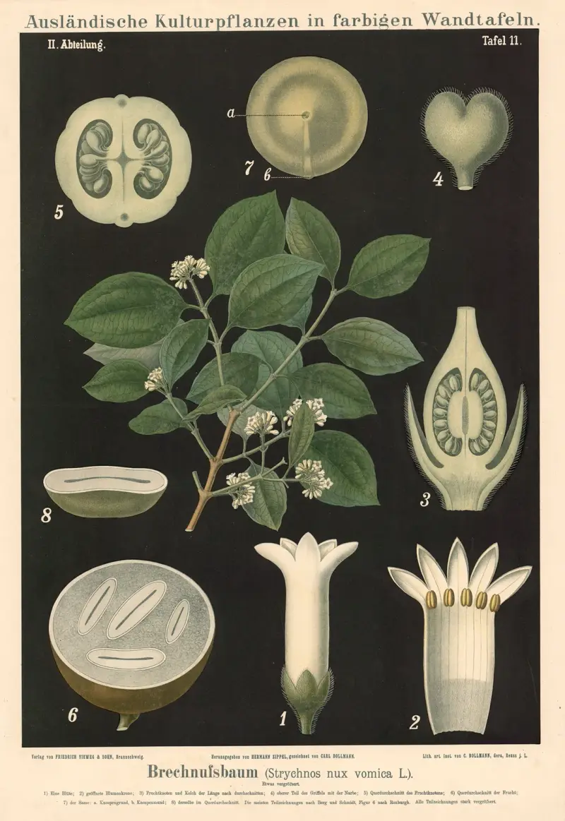 Brechnussbaum (Strychnos nux vomica L.) von Carl Bollmann