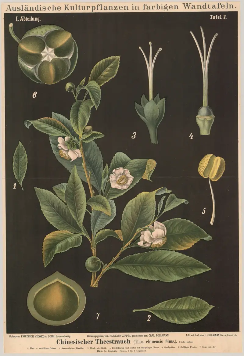 Kinesisk tebuske (Thea chinensis Sims) av Carl Bollmann
