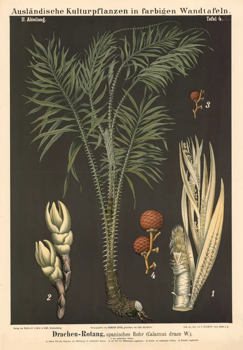 Drachen-Rotang, spanisches Rohr (Calamus draco W.) av Carl Bollmann