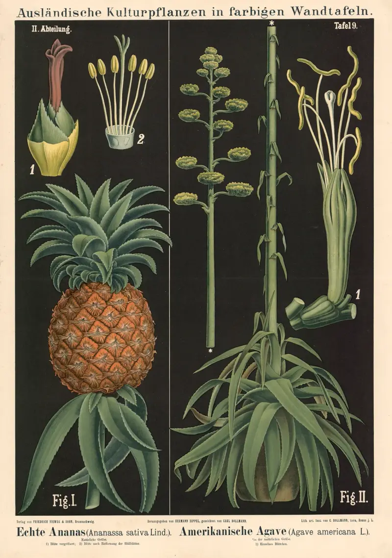 Echte Ananas (Ananassa sativa Lind.) Amerikanischer Agave (Agave americana L.) av Carl Bollmann