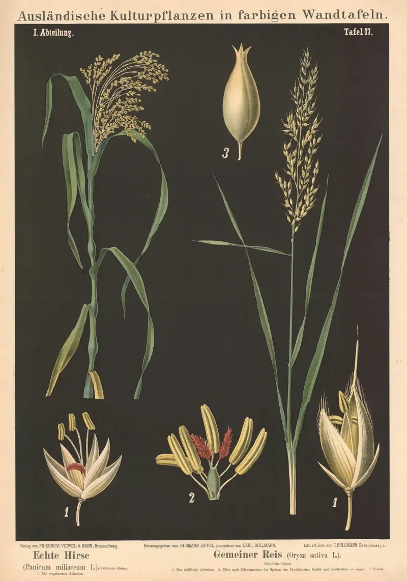 Äkta hirs (Panicum miliaceum L.) Vanligt ris (Oryza sativa L.) av Carl Bollmann
