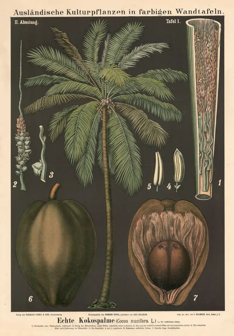 Pravá kokosová palma (Cocos nucifera L.), Carl Bollmann