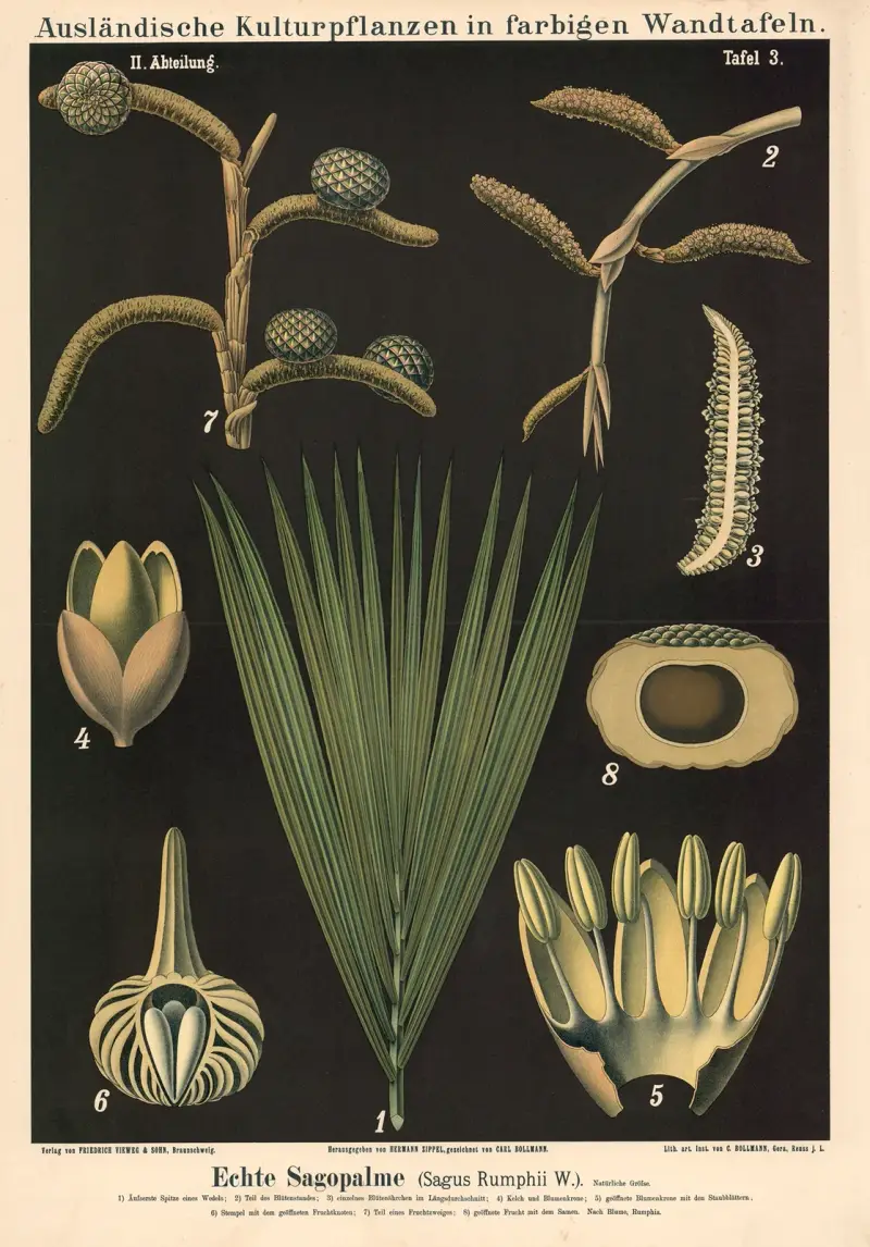 Echte Sagopalme (Sagus Rumphii W.) av Carl Bollmann