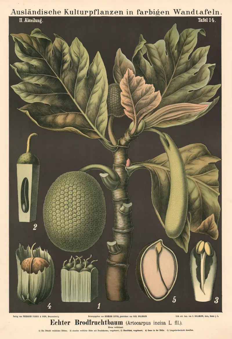 Echter Brotfruchtbaum (Artocarpus incisa L.fil.) von Carl Bollmann