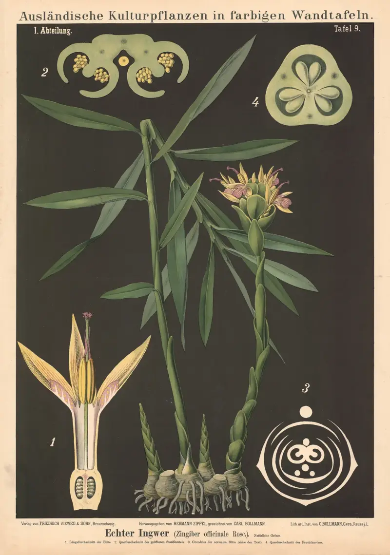 Äkta ingefära (Zingiber officinale Rose.) av Carl Bollmann