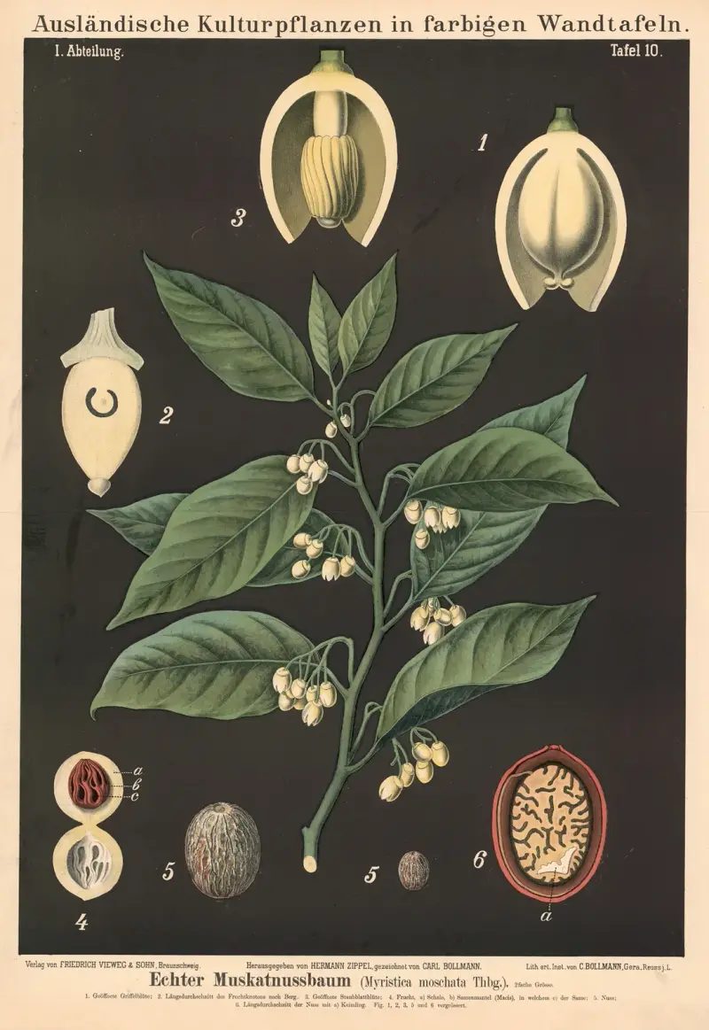 Echter Muskatnussbaum (Myristica moschata) von Carl Bollmann