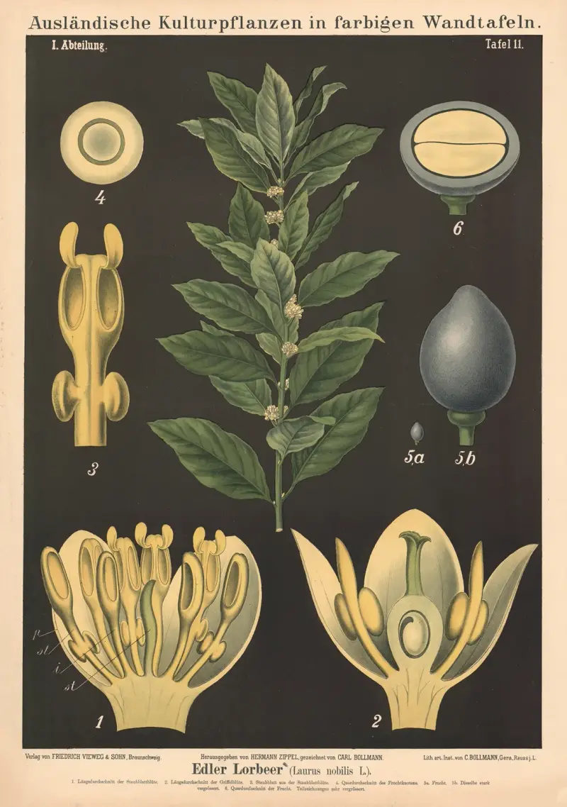 Edler Lorbeer (Laurus nobilis L.) av Carl Bollmann