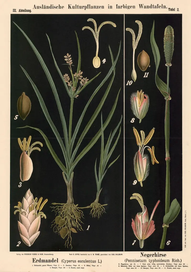 Erdmandel (Cyperus esculentus L.) – Negerhirse (Pennisetum typhoideum Rich.) von Carl Bollmann