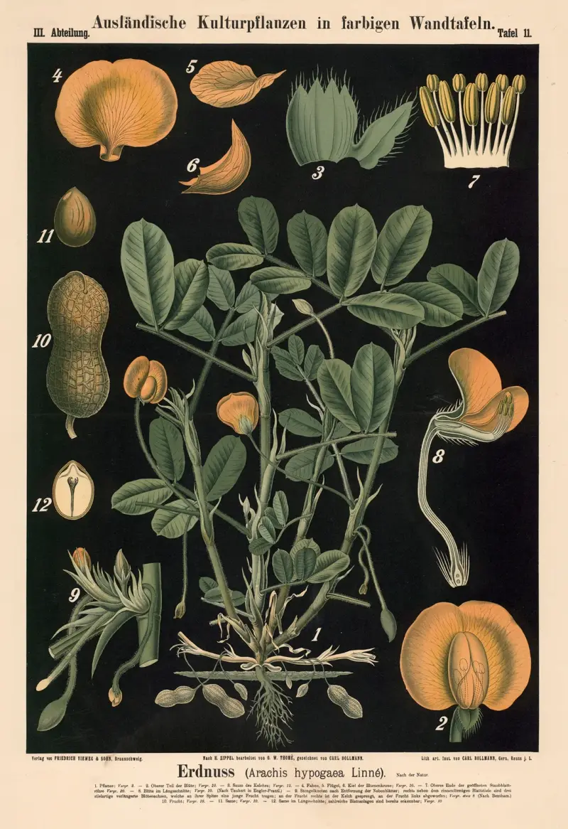 Erdnuss (Arachis hypogaea Linné.) von Carl Bollmann