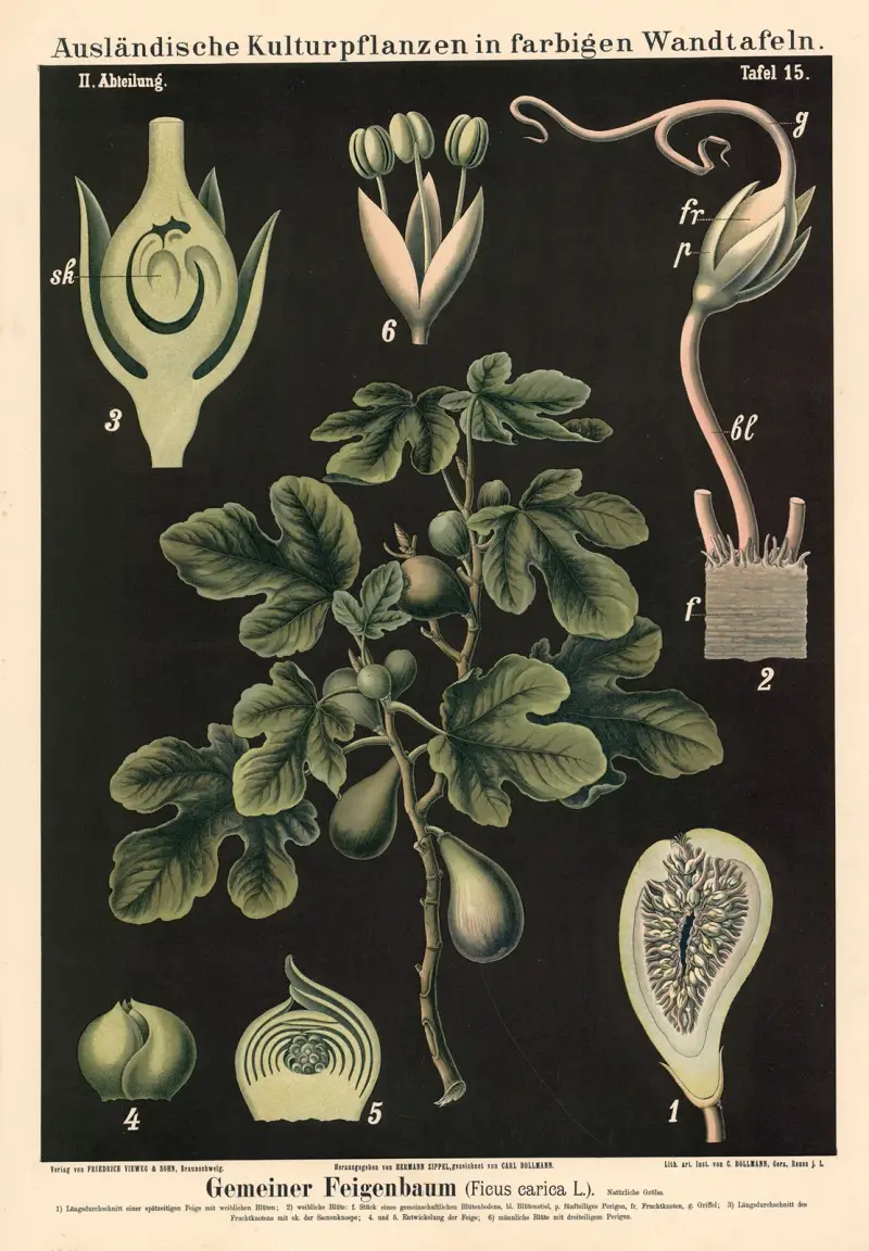 Figowiec pospolity (Ficus carica L.), Carl Bollmann