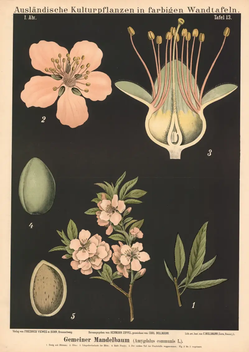 Mandelträd (Amygdalus communis L.) av Carl Bollmann