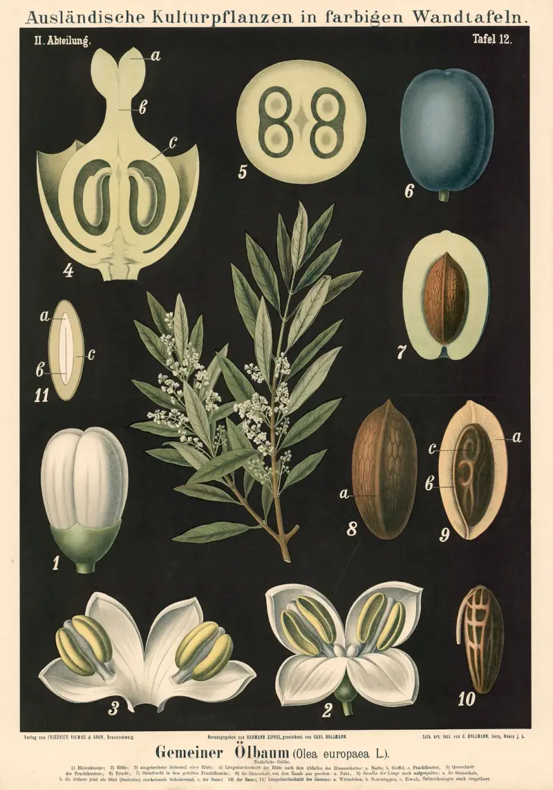 Gemeiner Olbaum (Olea europaea L.) von Carl Bollmann