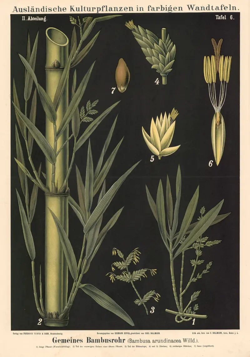 Vanlig bambu (Bambusa arundinacea Willd.) av Carl Bollmann