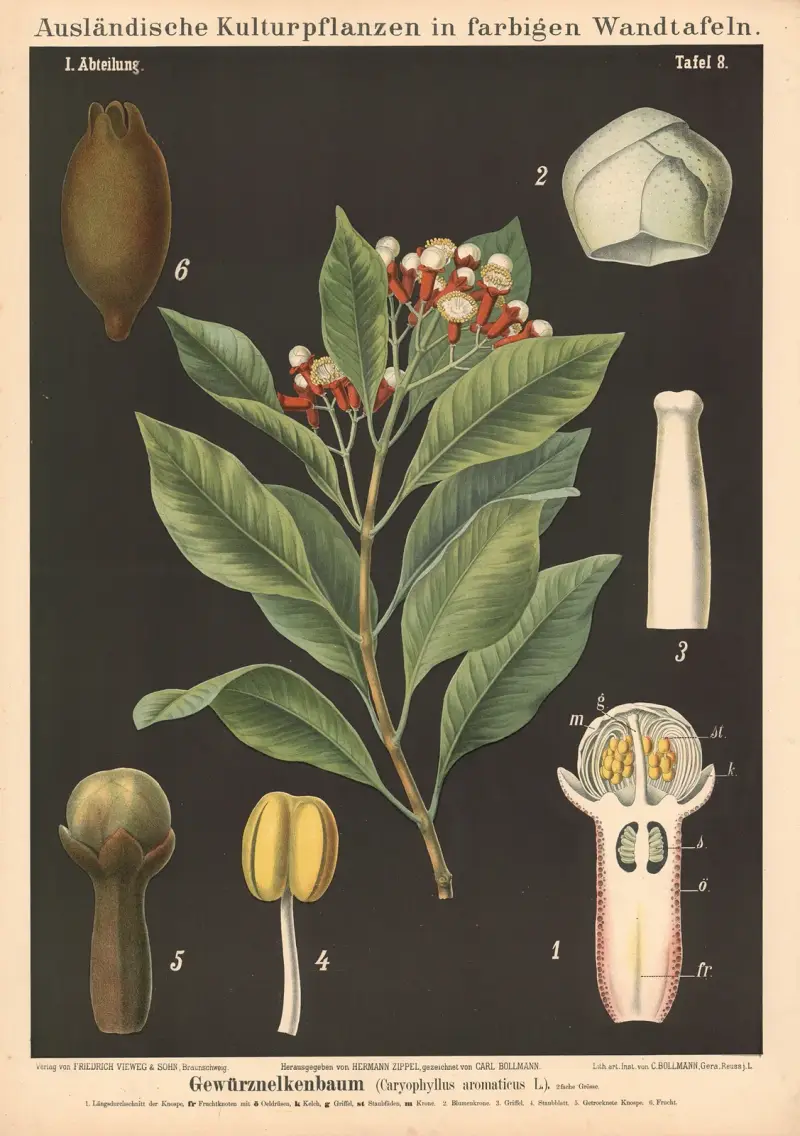 Gewürznelkenbaum (Caryophyllus aromaticus L.) von Carl Bollmann