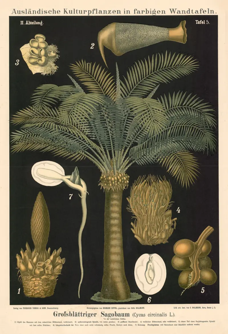 Grofsblättriger Sagobaum (Cycas circinalis L.) av Carl Bollmann