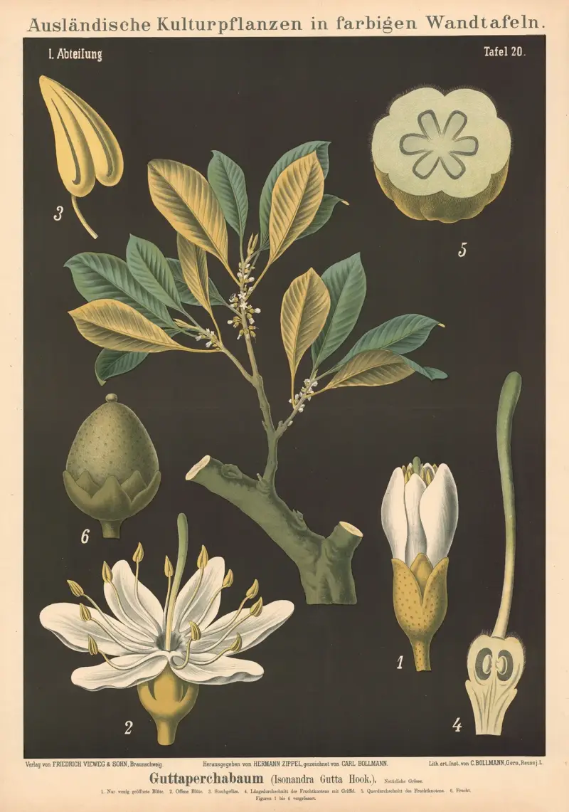 Guttaperchabaum (Isonandra Gutta Hook.) av Carl Bollmann