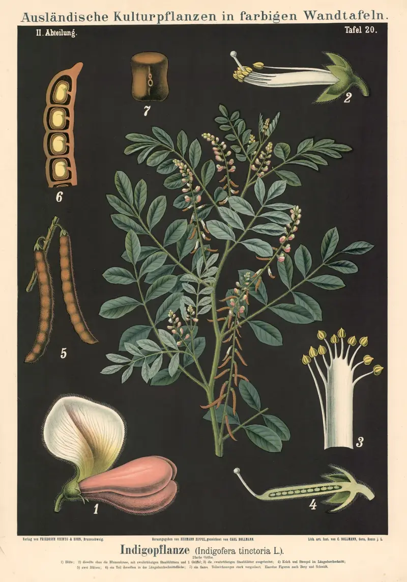 Indigoplant (Indigofera tinctoria L.), Carl Bollmann