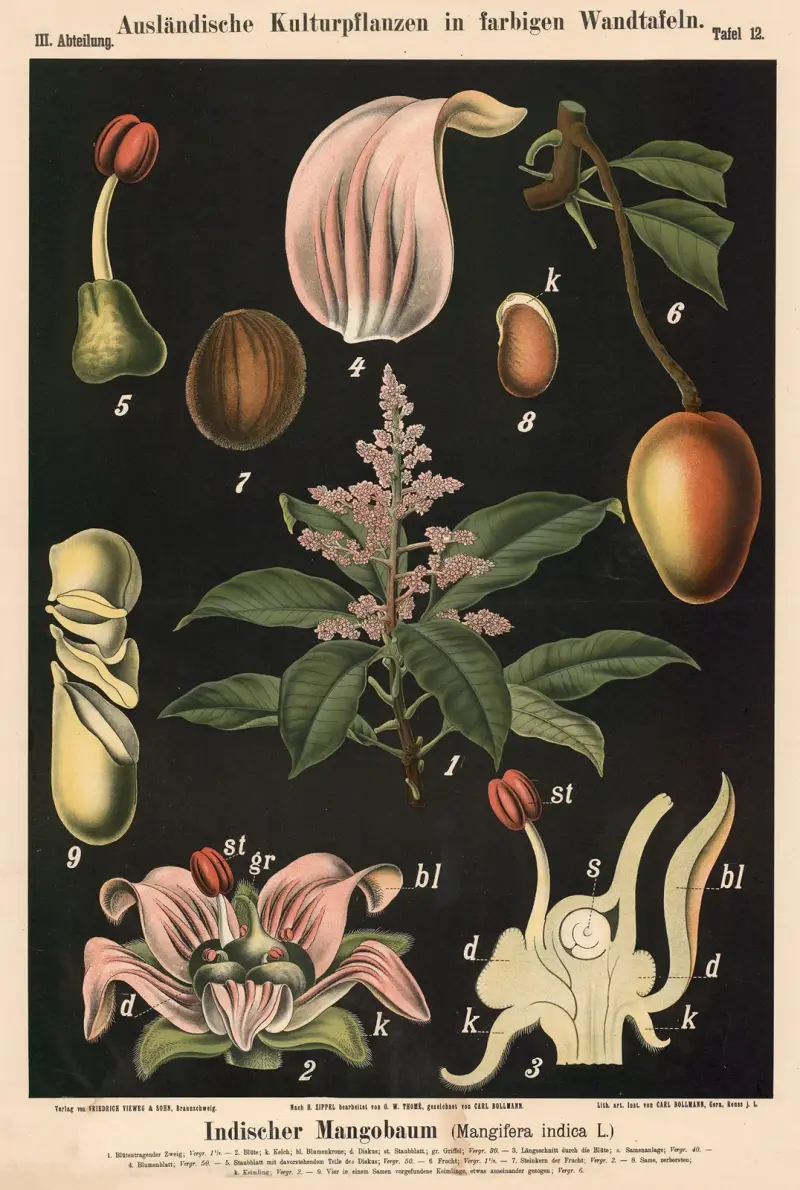 Indiskt mangoträd (Mangifera indica L.) av Carl Bollmann