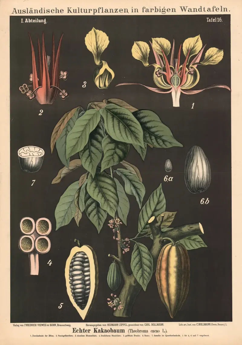 Kakaoträd (Theobroma cacao L.) av Carl Bollmann