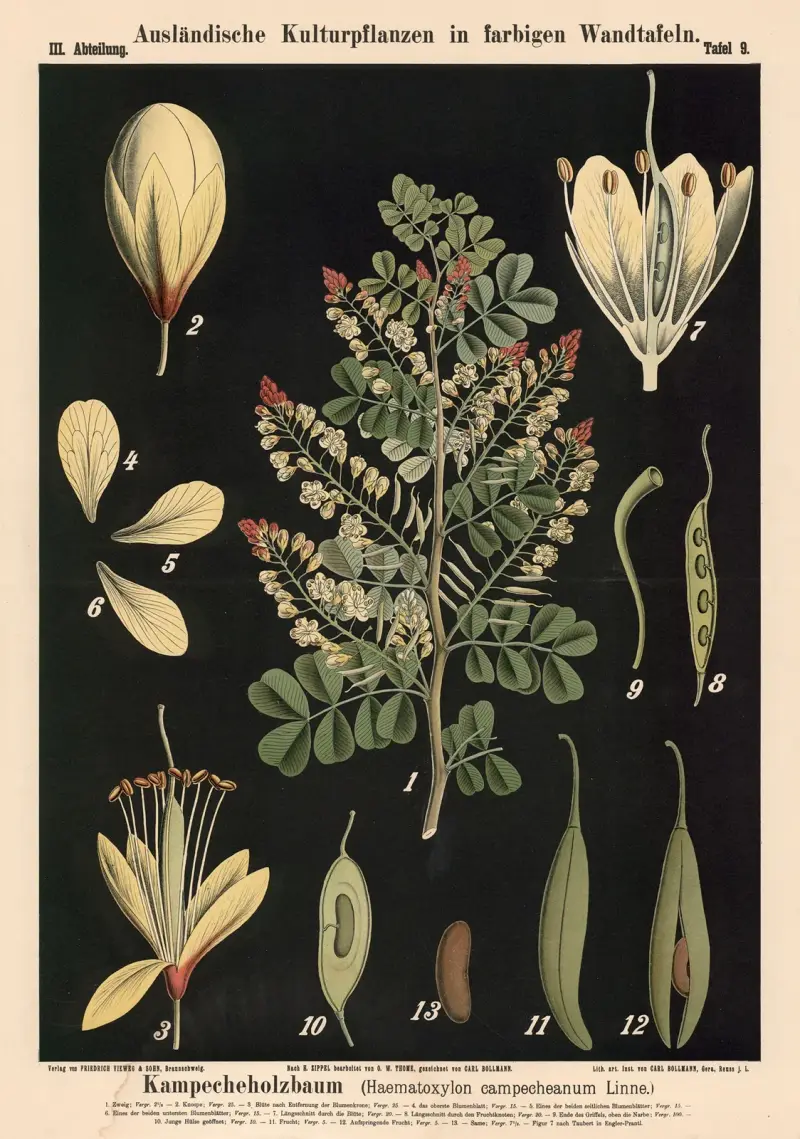 Kempasové dřevo (Haematoxylon campechianum Linné), Carl Bollmann