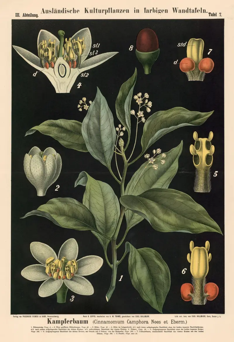 Drzewo kamforowe (Cinnamomum Camphora Nees et Eberm.), Carl Bollmann