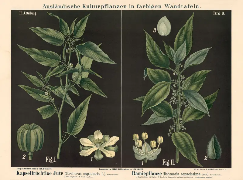 Kapselbärande jute (Corchorus capsularis L.). Ramiepflanze (Boehmeria tenacissima Gaud.) av Carl Bollmann