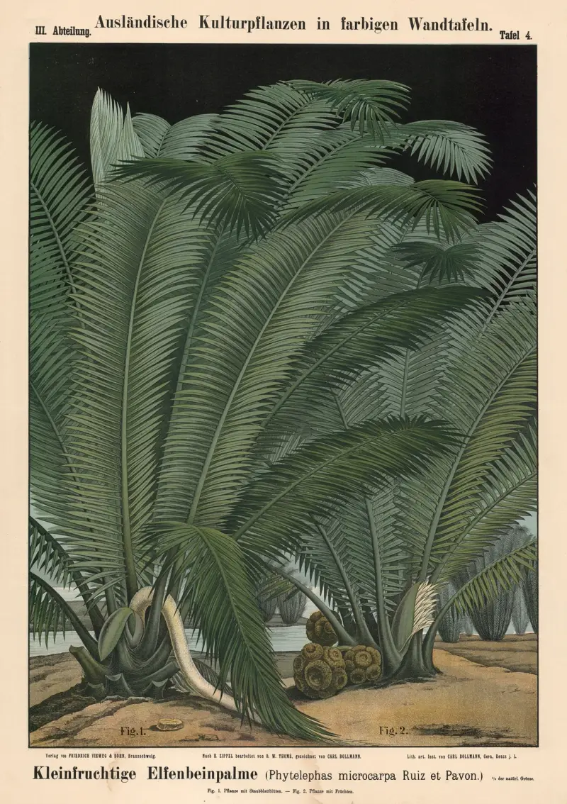 Kleinfrüchtige Elfenbeinpalme (Phytelephas microcarpa Ruiz et Pavon.) – nr 1 av Carl Bollmann
