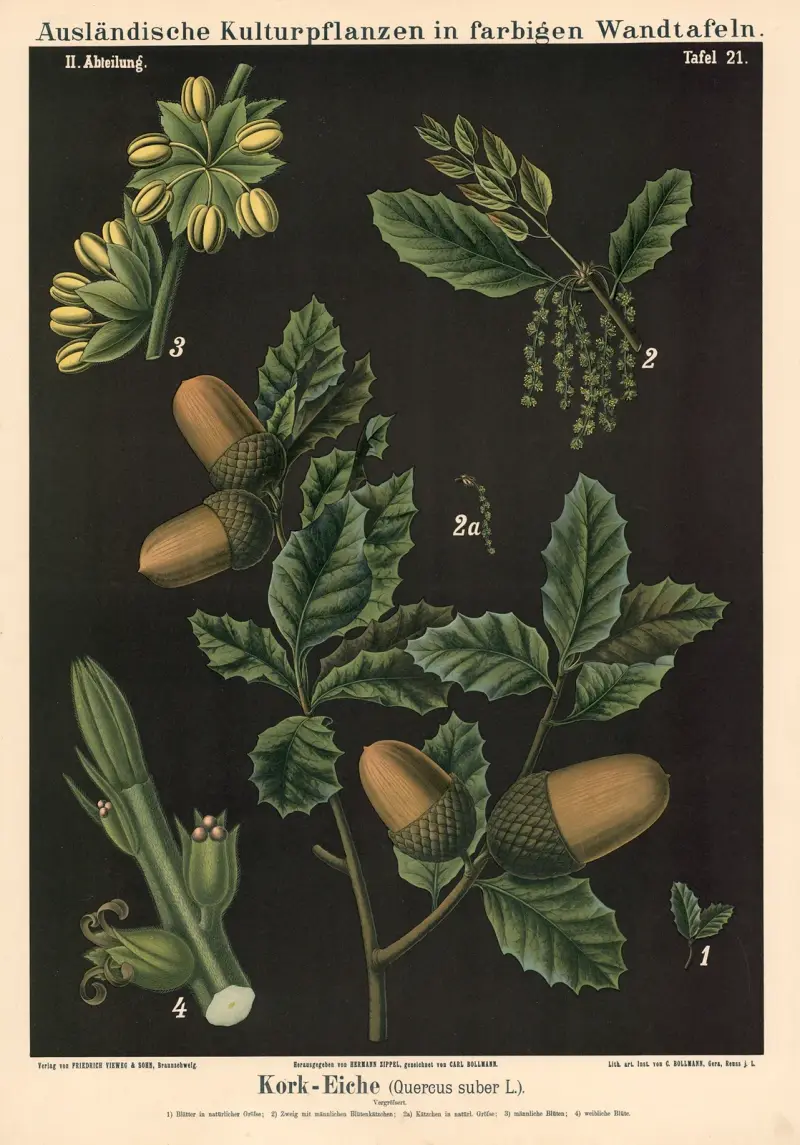 Kork-Eiche (Quercus suber L.) von Carl Bollmann