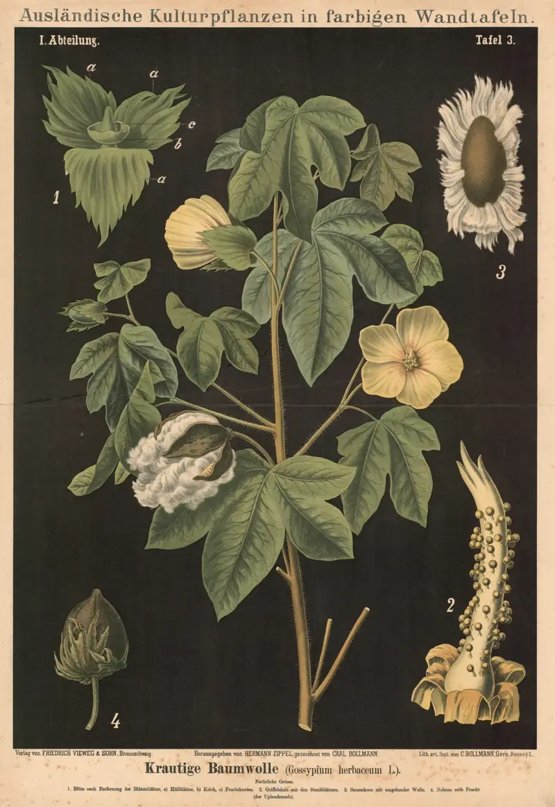 Örtartad bomull (Gossypium herbaceum L.) av Carl Bollmann