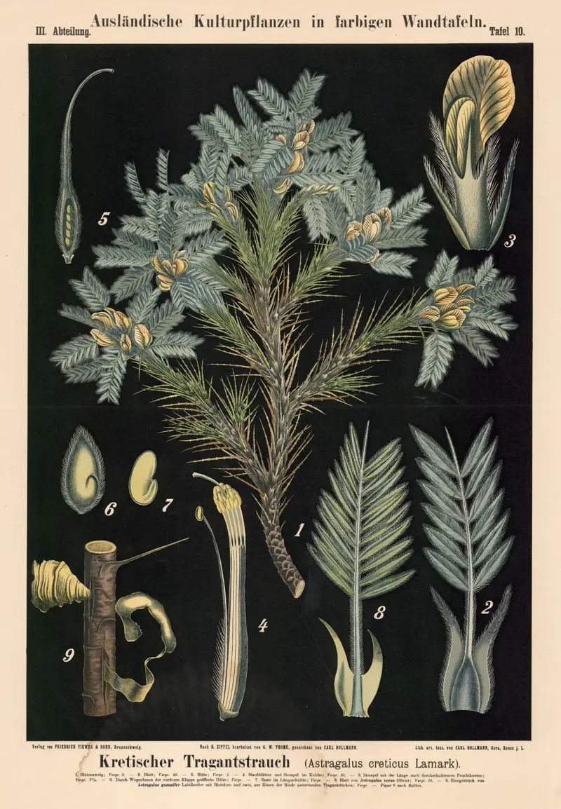 Kretischer Tragantstrauch (Astragalus creticus Lamark) von Carl Bollmann