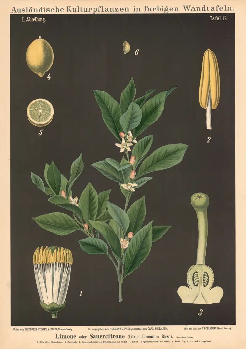 Limone oder Sauercitrone (Citrus Limonum Risso) von Carl Bollmann
