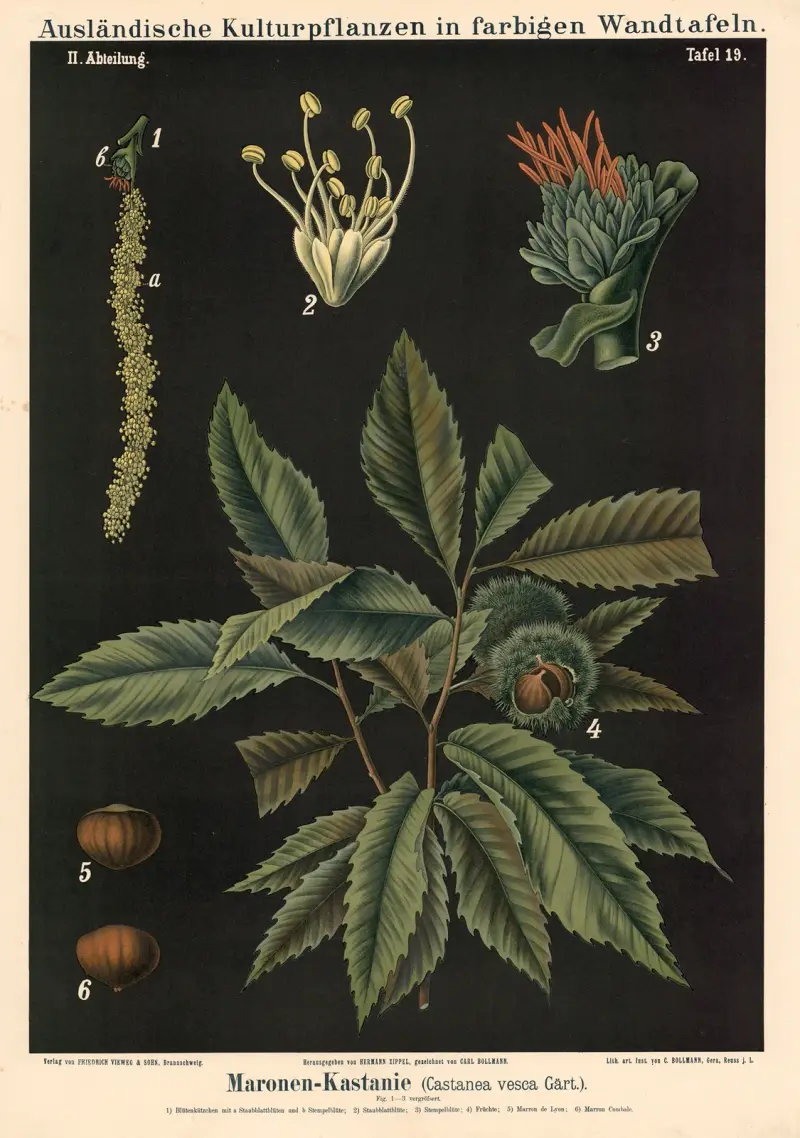 Maronen-Kastanie (Castanea vesca Gärt.) av Carl Bollmann