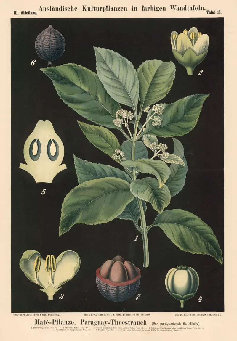 Maté-Pflanze, Paraguay-Theestrauch (Ilex paraguariensis St. Hilaire) av Carl Bollmann