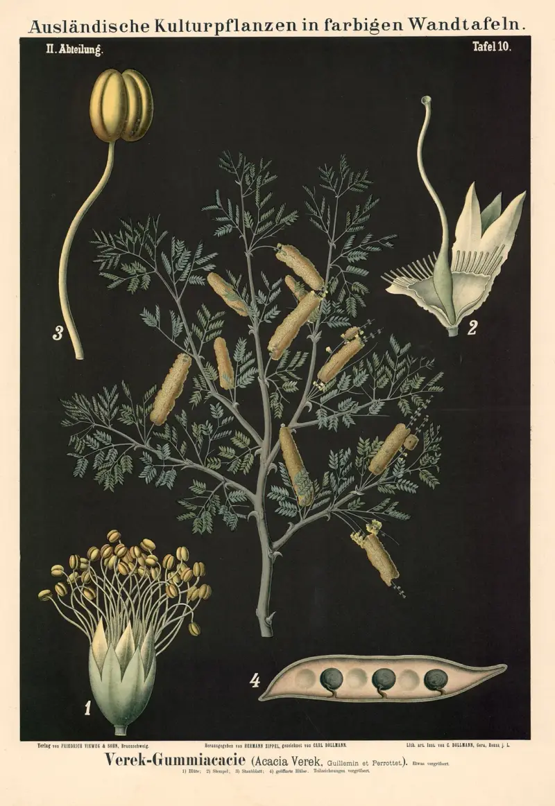 Verek-Gummiacacie (Acacia Verek, Guillemin et Perrottet av Carl Bollmann