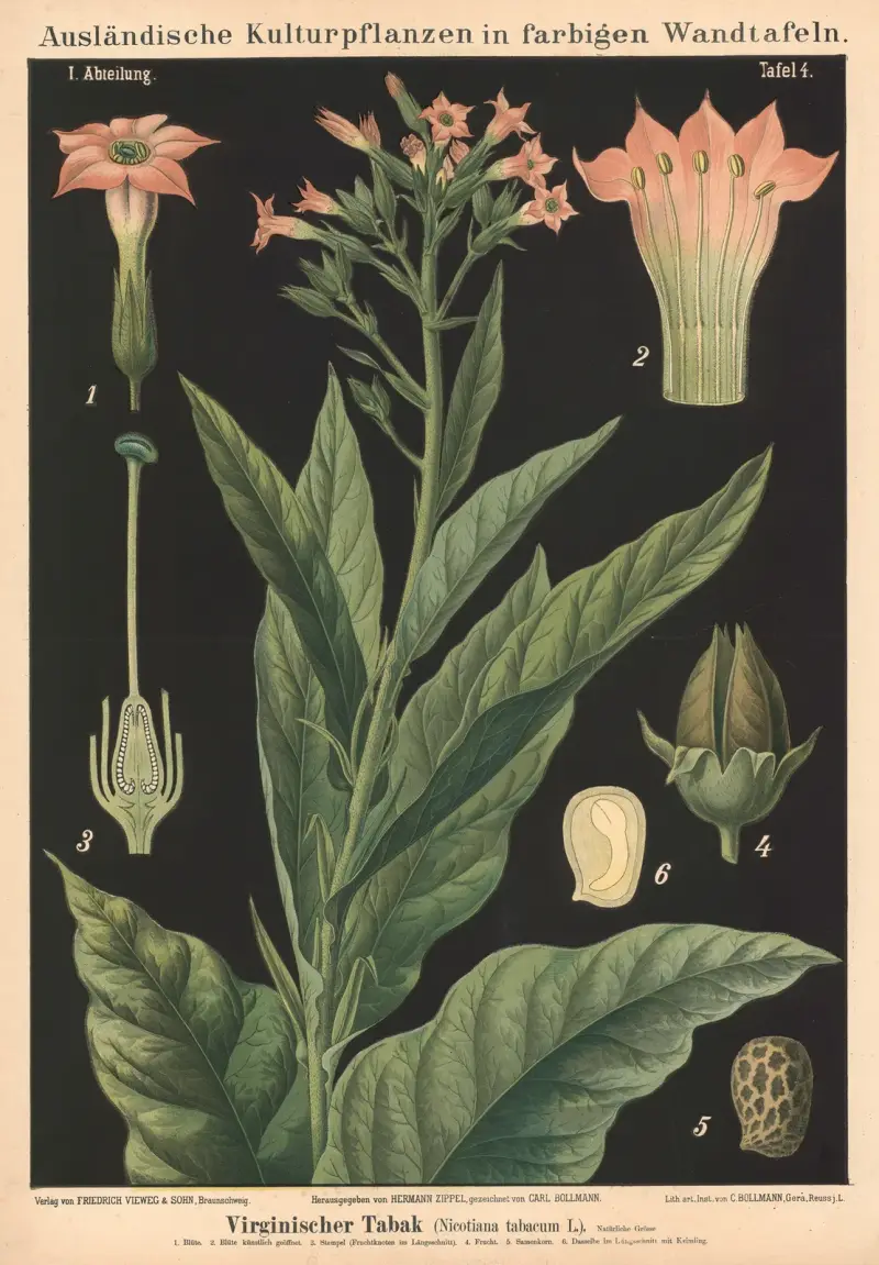 Virginischer Tabak (Nicotiana tabacum L.) von Carl Bollmann