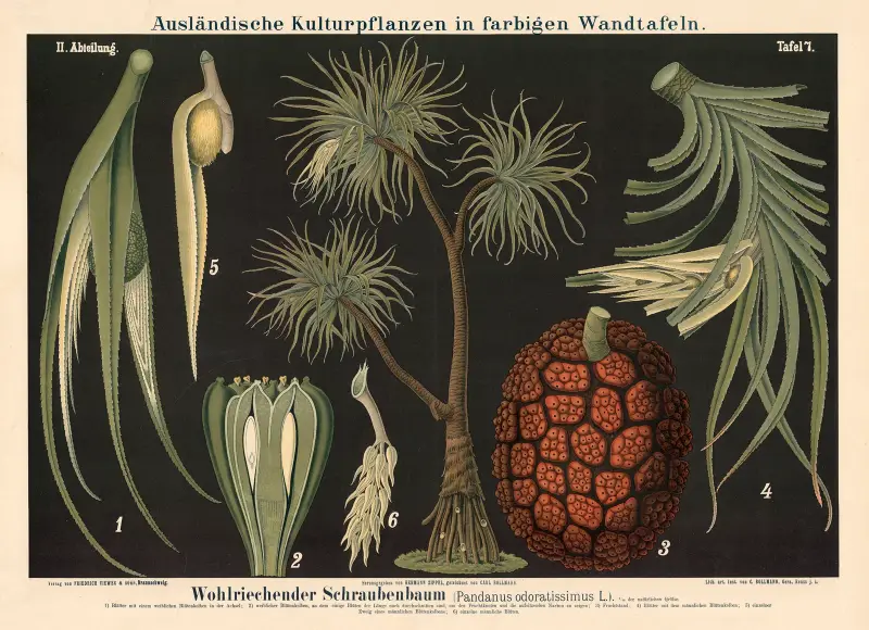 Wohlriechender Schraubenbaum (Pandanus odoratissimus L.) von Carl Bollmann
