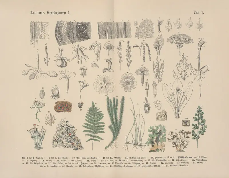 Lehrbuch der praktischen Pflanzenkunde in Wort und Bild Pl.01 av Carl Hoffmann