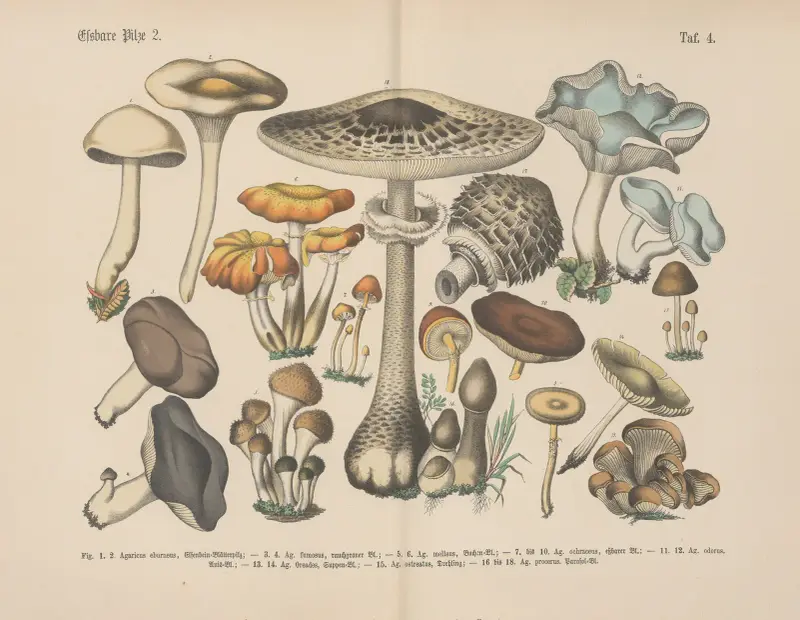 Lehrbuch der praktischen Pflanzenkunde in Wort und Bild Pl.04 av Carl Hoffmann