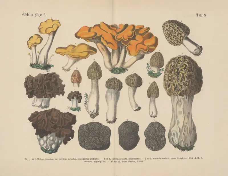 Lehrbuch der praktischen Pflanzenkunde in Wort und Bild Pl.08 av Carl Hoffmann