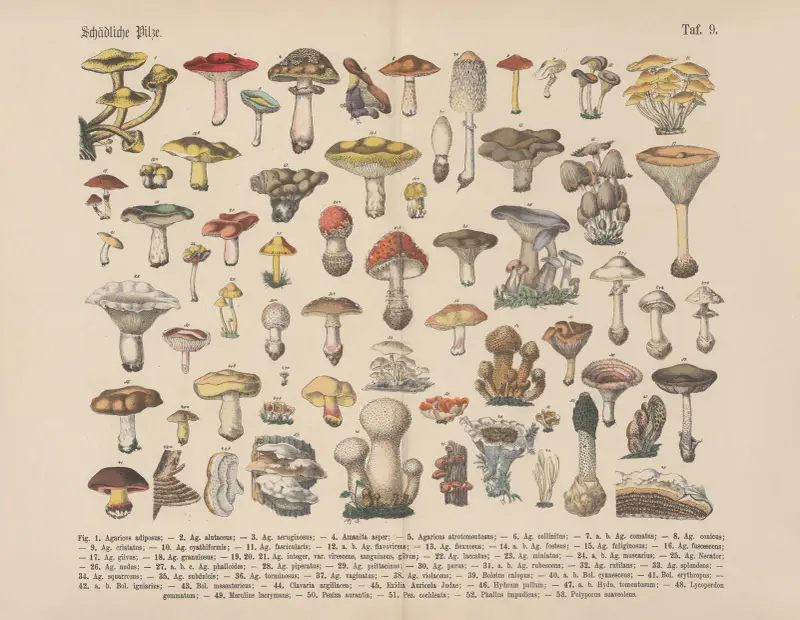 Lehrbuch der praktischen Pflanzenkunde in Wort und Bild Taf. 09 von Carl Hoffmann