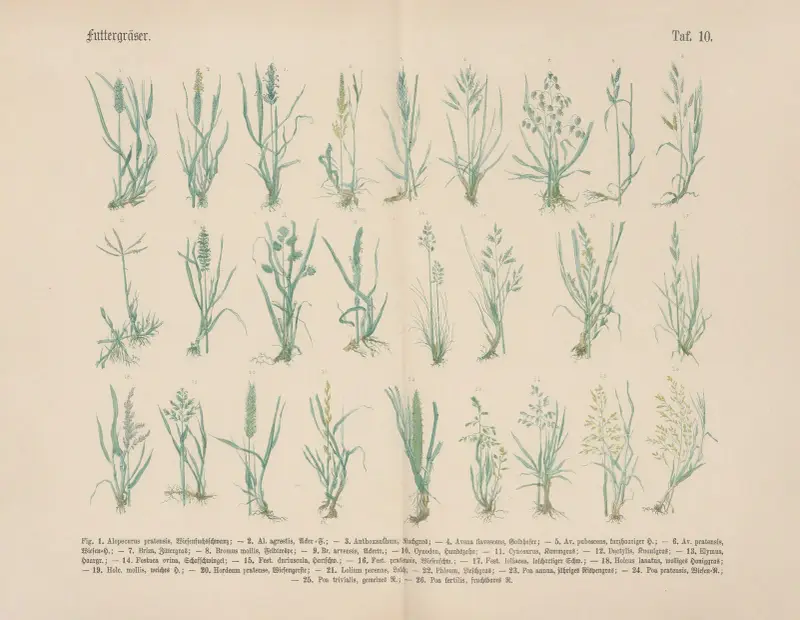 Lehrbuch der praktischen Pflanzenkunde in Wort und Bild Pl.10 av Carl Hoffmann