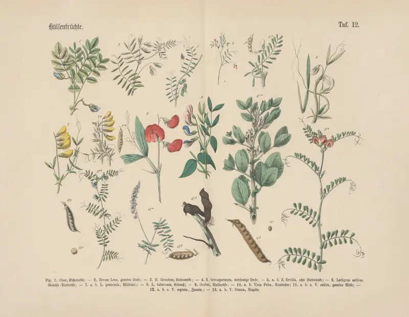 Lehrbuch der praktischen Pflanzenkunde in Wort und Bild Pl.12 av Carl Hoffmann