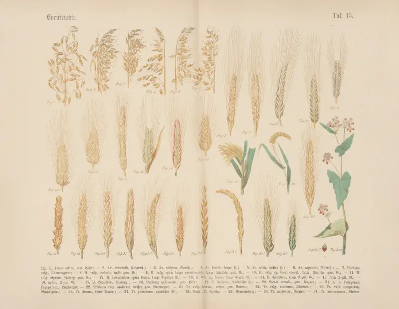 Lehrbuch der praktischen Pflanzenkunde in Wort und Bild Pl.13 av Carl Hoffmann