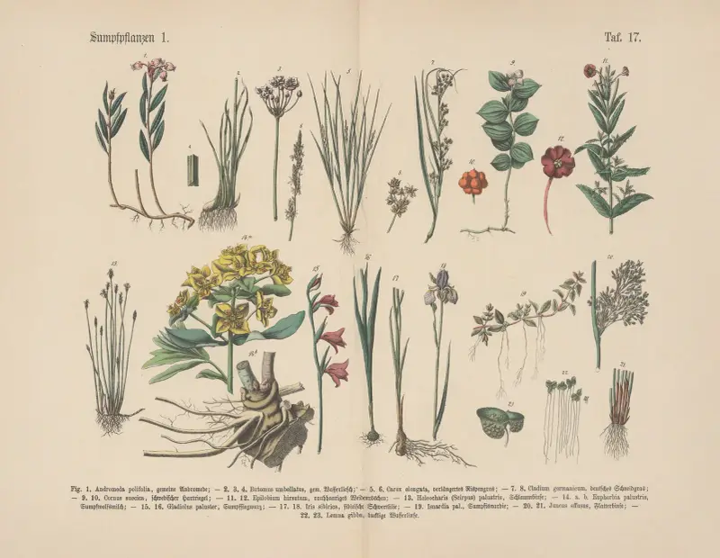 Lehrbuch der praktischen Pflanzenkunde in Wort und Bild Pl.17 av Carl Hoffmann
