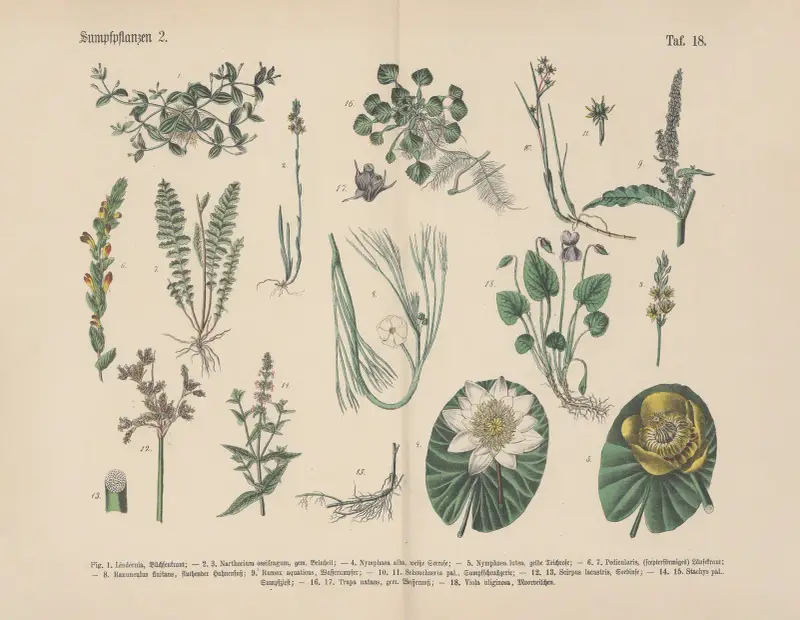 Lehrbuch der praktischen Pflanzenkunde in Wort und Bild Pl.18 av Carl Hoffmann