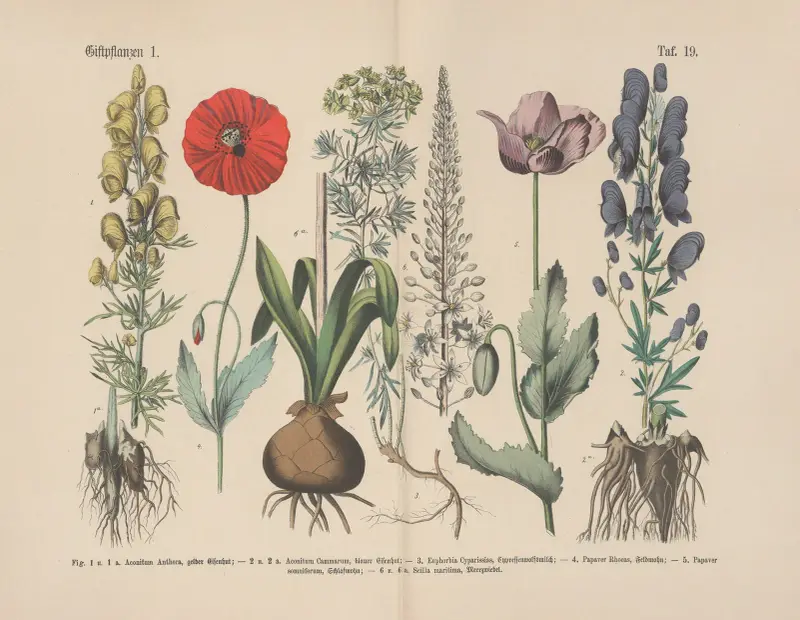 Lehrbuch der praktischen Pflanzenkunde in Wort und Bild Pl.19 av Carl Hoffmann