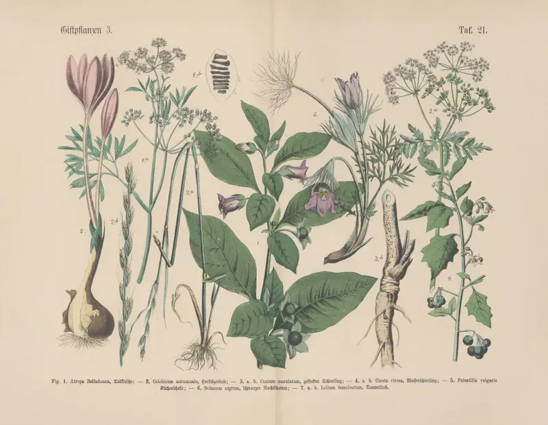 Lehrbuch der praktischen Pflanzenkunde in Wort und Bild Pl.21 av Carl Hoffmann