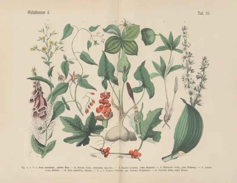 Lehrbuch der praktischen Pflanzenkunde in Wort und Bild Pl.22 av Carl Hoffmann