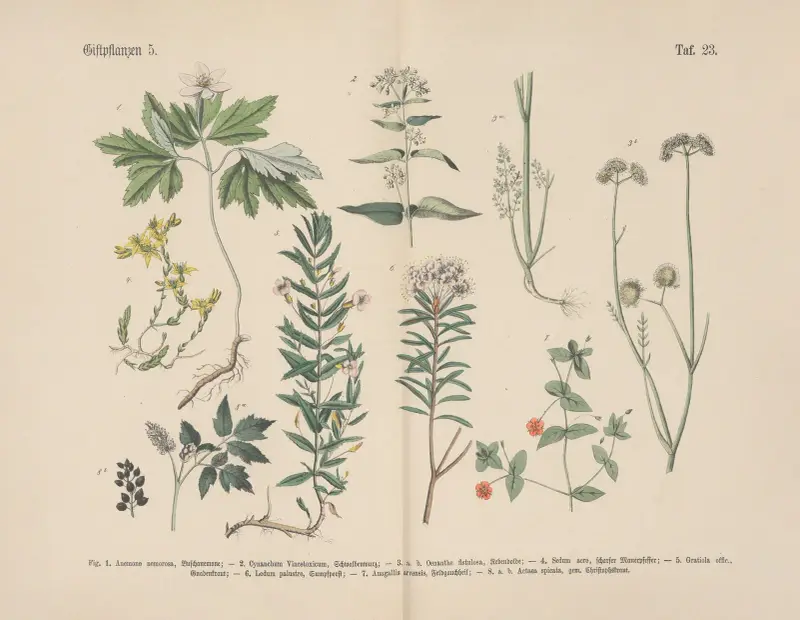 Lehrbuch der praktischen Pflanzenkunde in Wort und Bild Taf. 23 von Carl Hoffmann