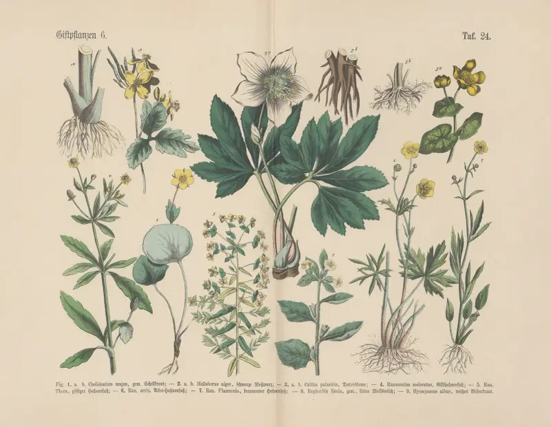 Lehrbuch der praktischen Pflanzenkunde in Wort und Bild Pl.24 av Carl Hoffmann